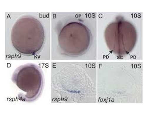 国内哪里提供供卵,二代试管容易胎停吗  二代试管*率与什么有关系