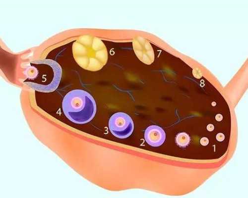 国内供卵中心有几家,精索静脉曲张如何辨别是什么程度？