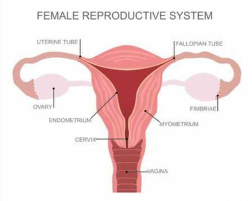 国内地下供卵公司,试管婴儿后：国内第一个试管婴儿怎么样了