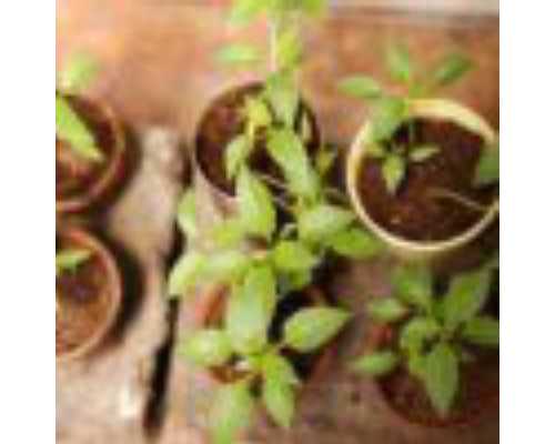 国内怎么找供卵的工作,快速怀孕的方法有哪几种？