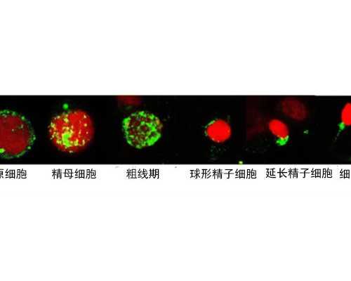 国内正规人工代孕妈妈,试管胚胎复苏到移植一共多久时间?