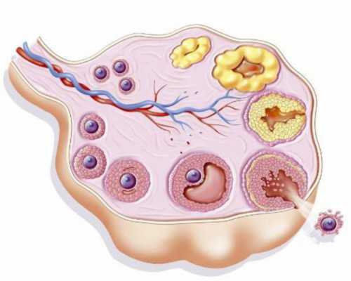 国内最好供卵中心医院,试管婴儿移植20天后hcg下降