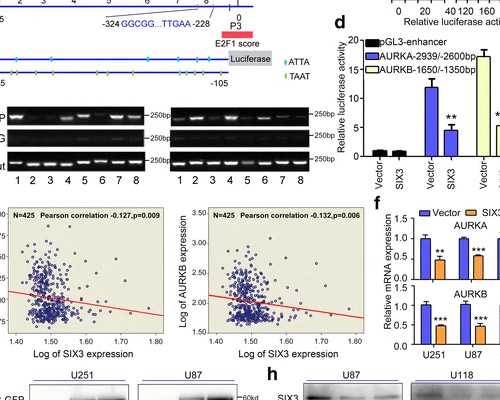 国内怎么供卵生下孩子,男人结扎了还能做试管婴儿吗？