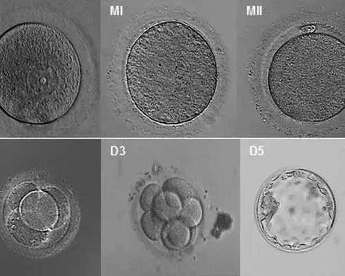 国内的私立供卵医院在哪里,「秒懂育儿」沈阳试管网站