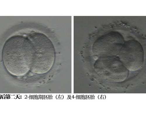 国内供卵试管费用大概多少,孕周怎么计算才准确，具体方法