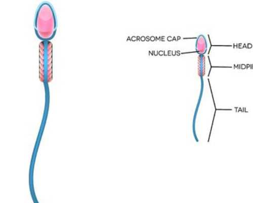 国内最好的代生,泰国*殖中心哪几家做试管婴儿最厉害