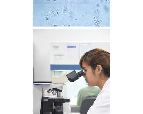 国内申请供卵需要多久,三亲试管婴儿为遗传缺陷的女人带来了福音！