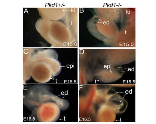 国内有哪些提供卵子的医院,小可爱是什么意思骂人（小可爱是什么意思）
