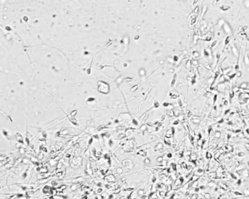 上海供卵生男孩试管医院排名前十公布，三代试管生男孩需要什么条件！ 代怀网